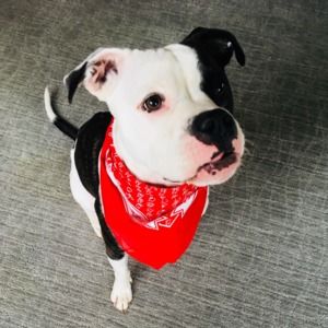 Meet your Posher, Anne